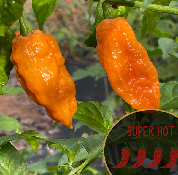 Bhut Jolokia Orange Strain Pepper Seeds - Bhut Jolokia Super Hot Pepper Seeds Canada