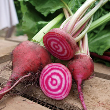 Chioggia Beet Seeds