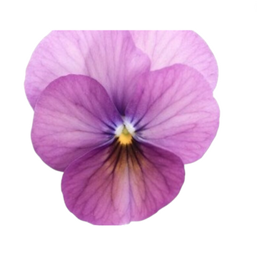 Floral Power Prune Antique F1 Viola Cornuta