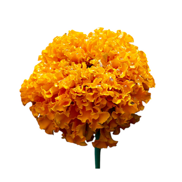 Souci africain orange