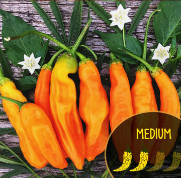 Aji Amarillo Pepper