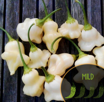 Aji Fantasy White Pepper