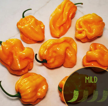 Aji Margarantino Yellow Pepper