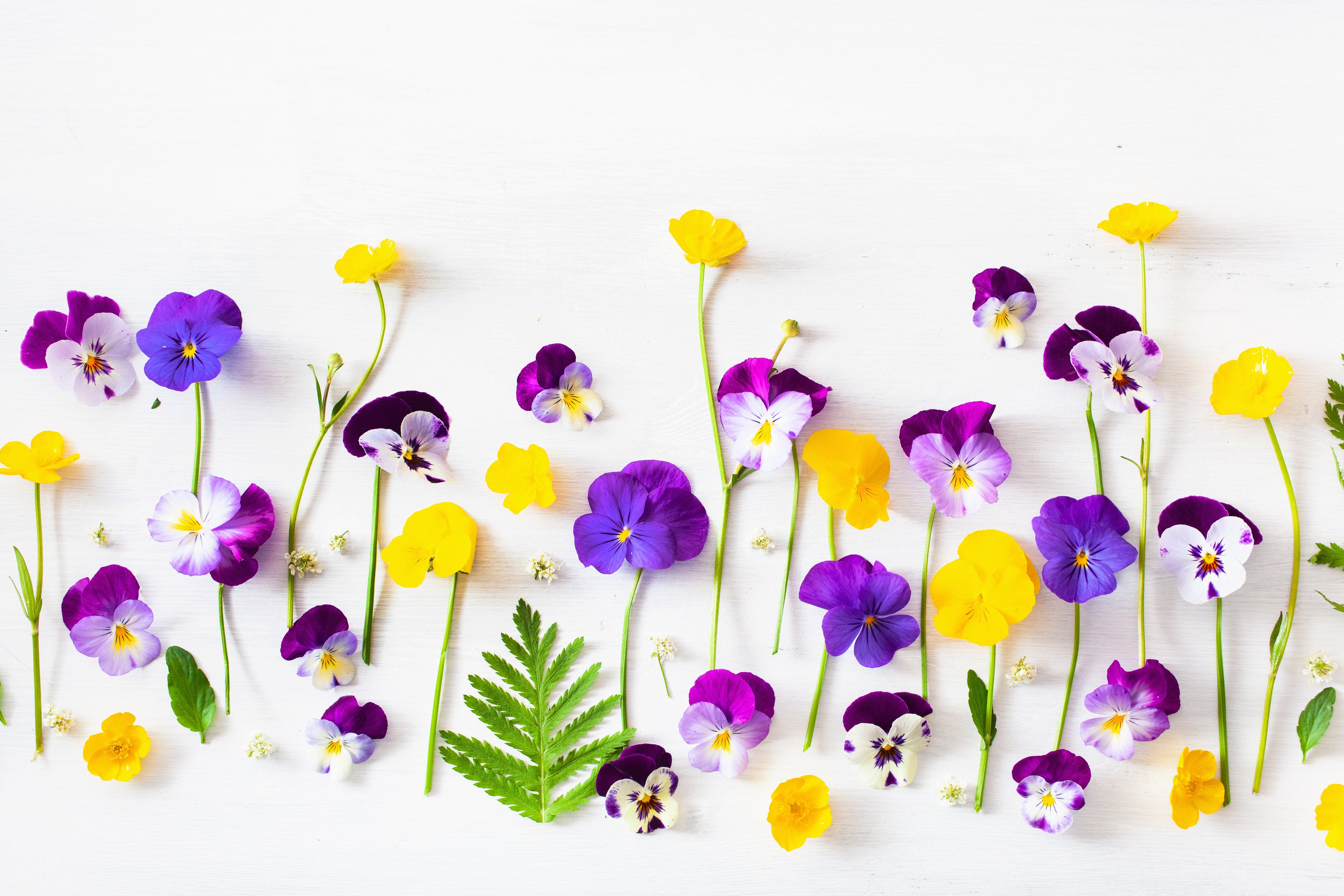 collection-banner-image