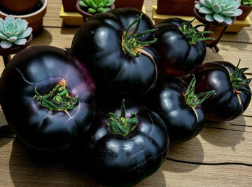 Tomate Black Beauty