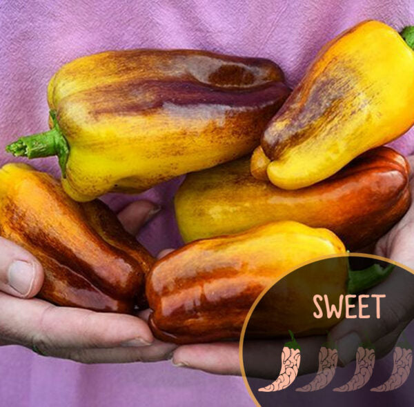 Blot Pepper Seeds - blot pepper sweet pepper casa verde microfarm 600x590