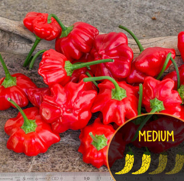 Brazilian Starfish Pepper