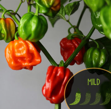 Habanero El Remo Pepper