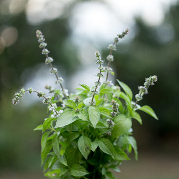 Citron Basilic