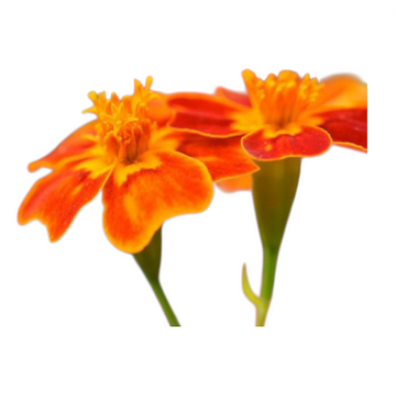 Souci gemme orange