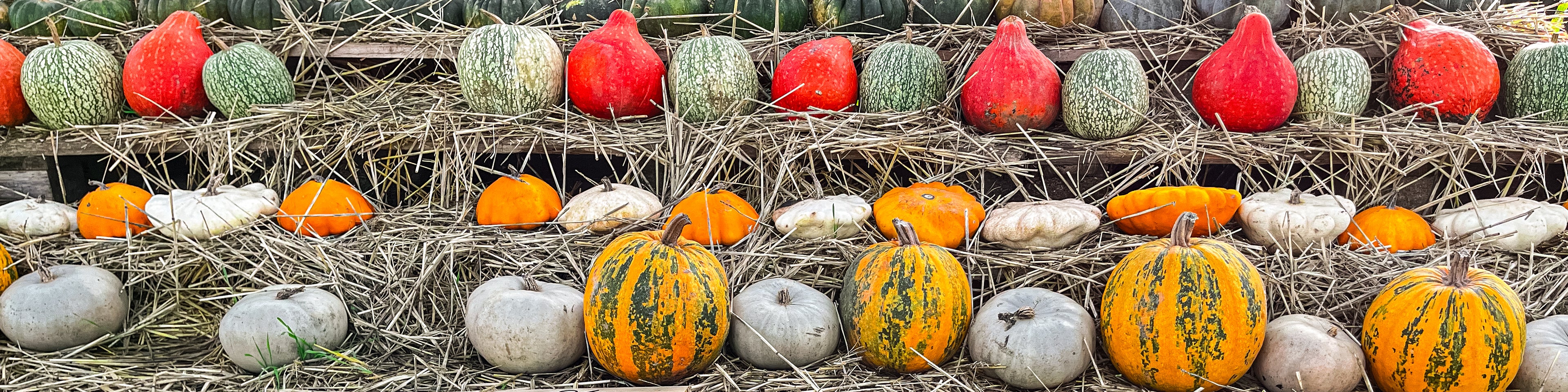 collection-banner-image