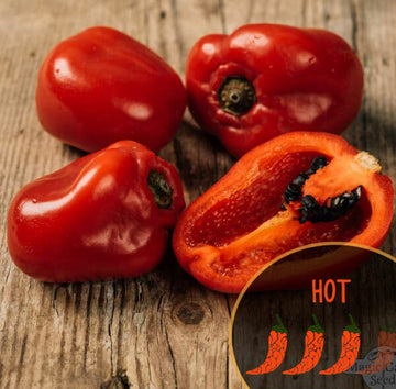 Rocoto Red Pepper
