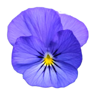 Fleur comestible bleu électrique Viola Gem