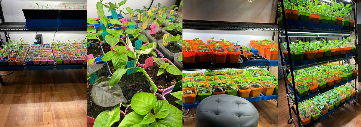 When to Start Pepper Seeds in Canada: A Month-by-Month Guide