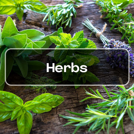 Culinary herb seedlings and mature herbs for a Canadian kitchen garden