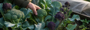 Traditional and purple sprouting broccoli growing in a garden bed