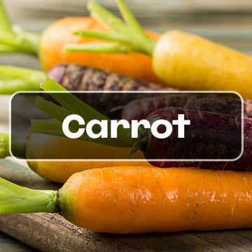 Carrot Seeds - carrot seed shop banner