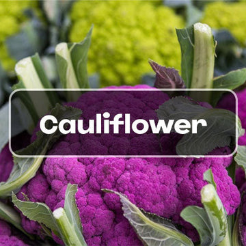 Cauliflower Seeds - cauliflower seed shop banner