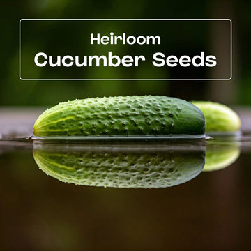Cucumber Seeds - Casa Verde Seeds