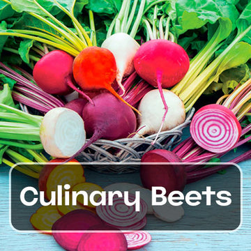 Beet Seeds - culinary beets seeds farmers market
