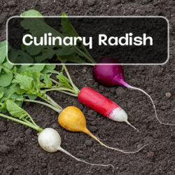 Radish Seeds - Casa Verde Seeds