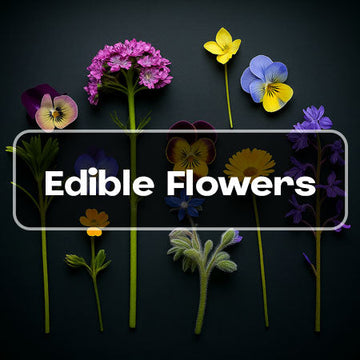 Edible Flower Seeds Canada - edible flower seeds heirloom viola pansy marigold borage snapdragon