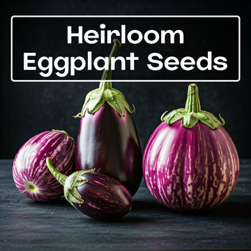 Eggplant Seeds - Casa Verde Seeds
