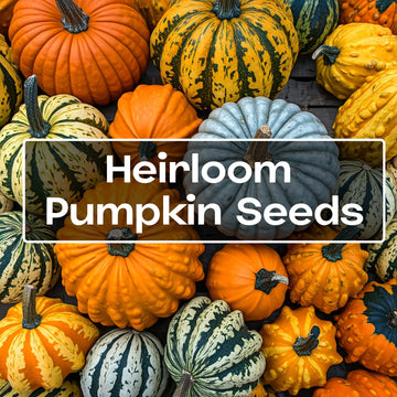 Pumpkin Seeds - Casa Verde Seeds