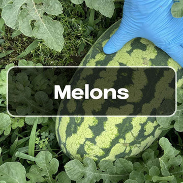 Melon Seeds - melons category seed shop