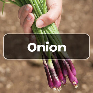 Onion Seeds - onion category banner seeds shop