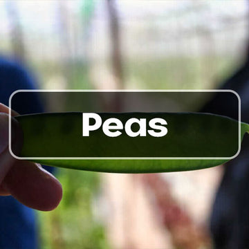Pea Seeds - Casa Verde Seeds
