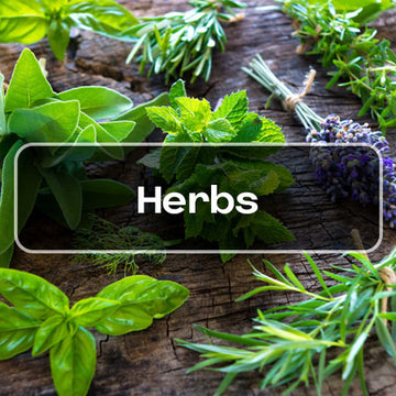 Culinary Herb Seeds Canada - rare herbs seeds chef culinary category