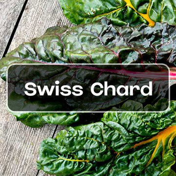 Swiss Chard Seeds - Casa Verde Seeds
