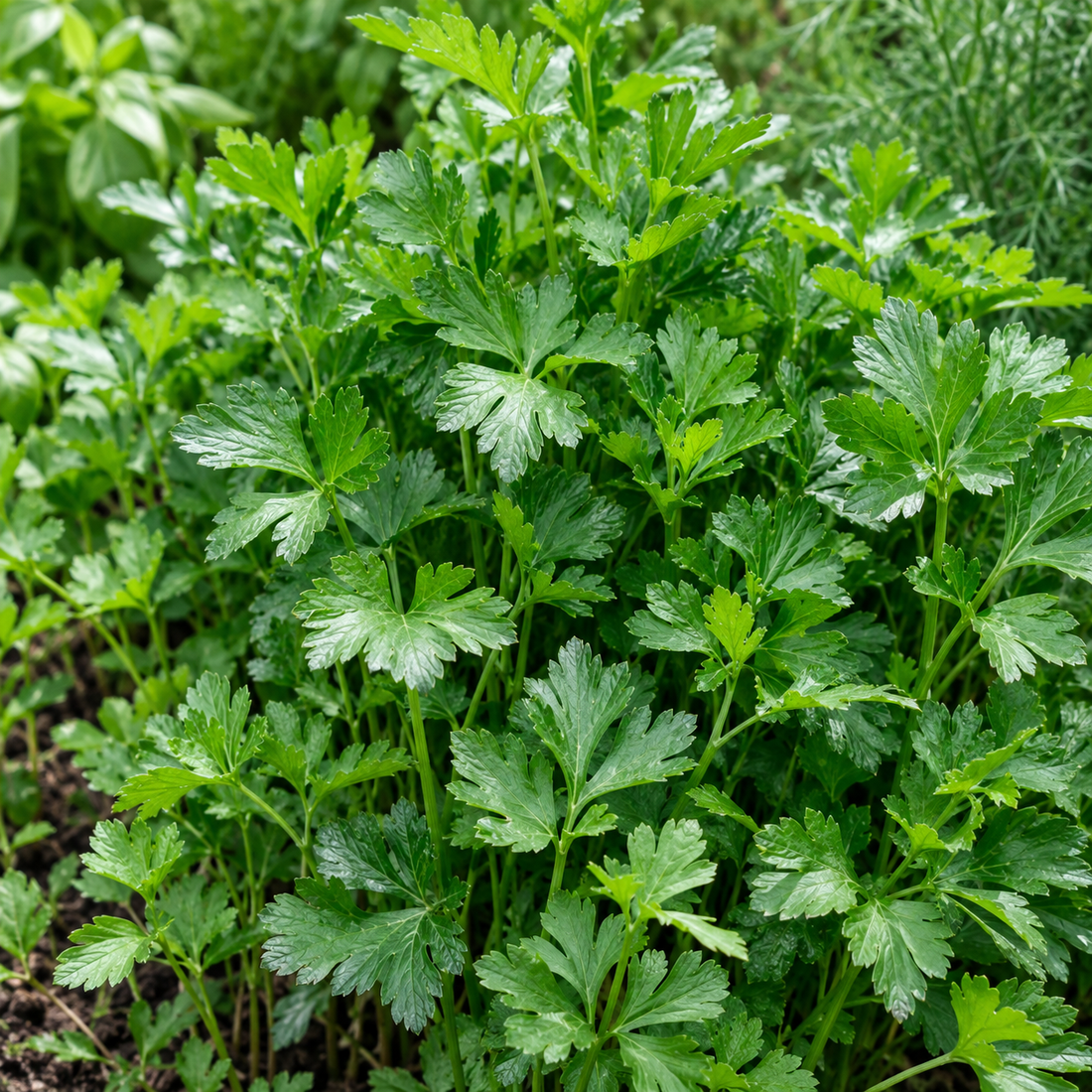 Fresh flat-leaf parsley growing in the garden