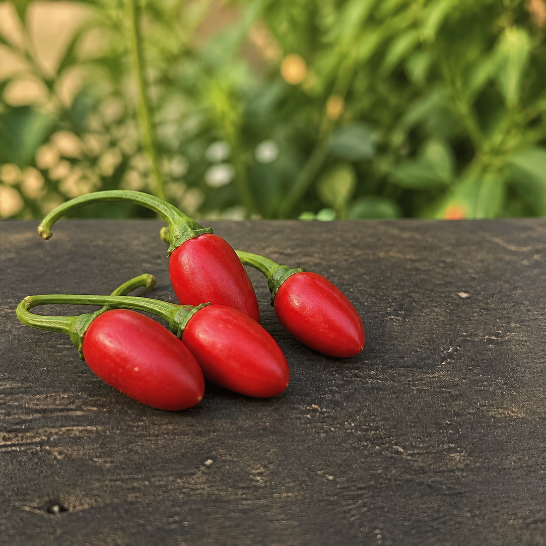 Catarina peppers on dark wood with natural garden background