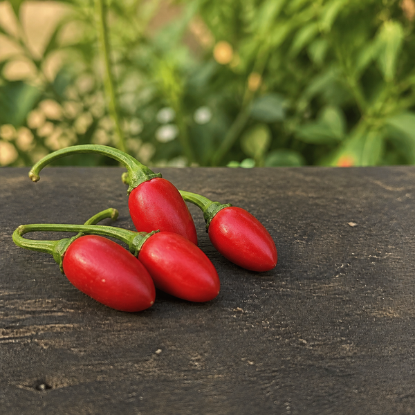 Catarina peppers on dark wood with natural garden background