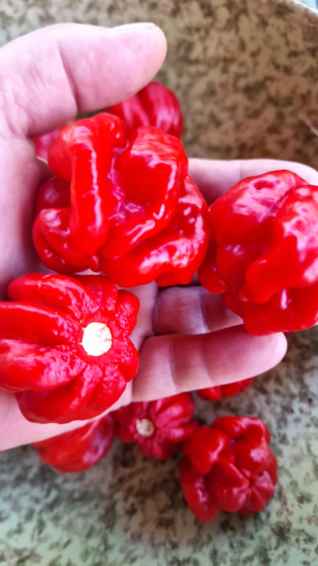 Brazilian Starfish Pepper
