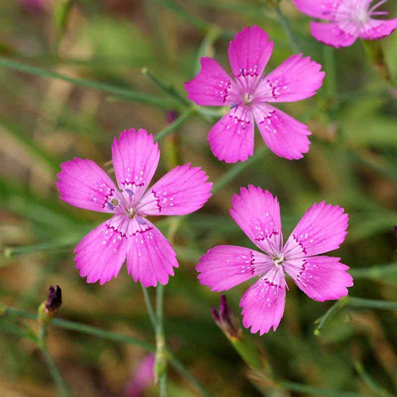 Œillet rose vierge