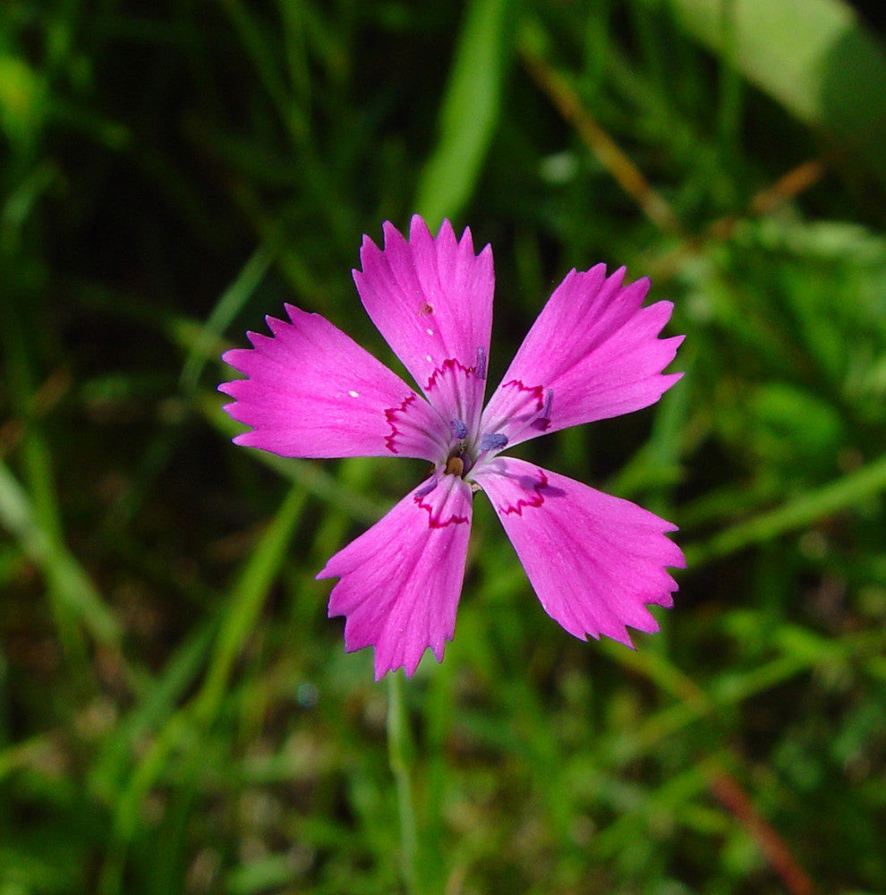 Œillet rose vierge
