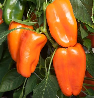Orange Long Glow Bell Pepper