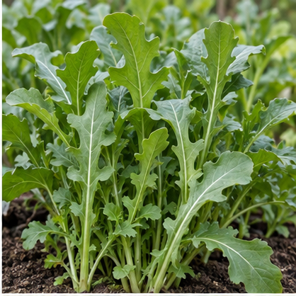 Arugula leafy greens