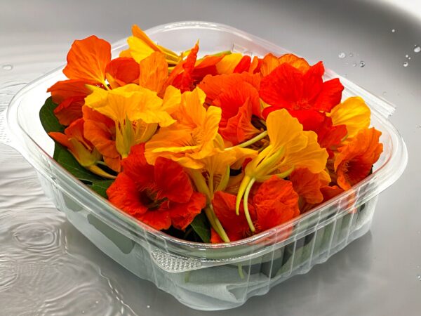 Nasturtium African Mix Edible Flowers