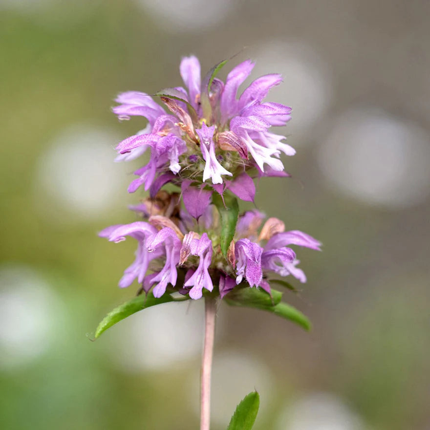 Baume d'abeille citron menthe