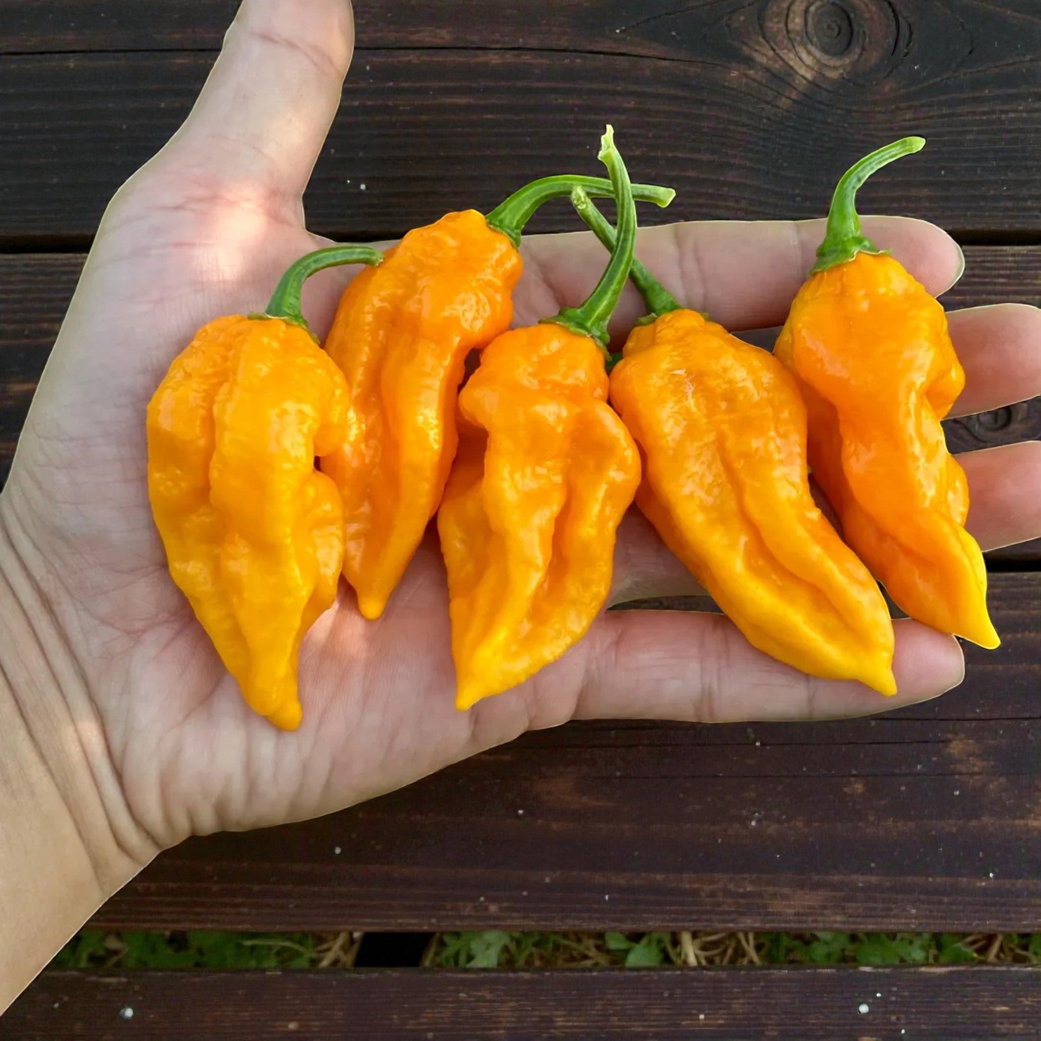 Poivre de souche orange Bhut Jolokia