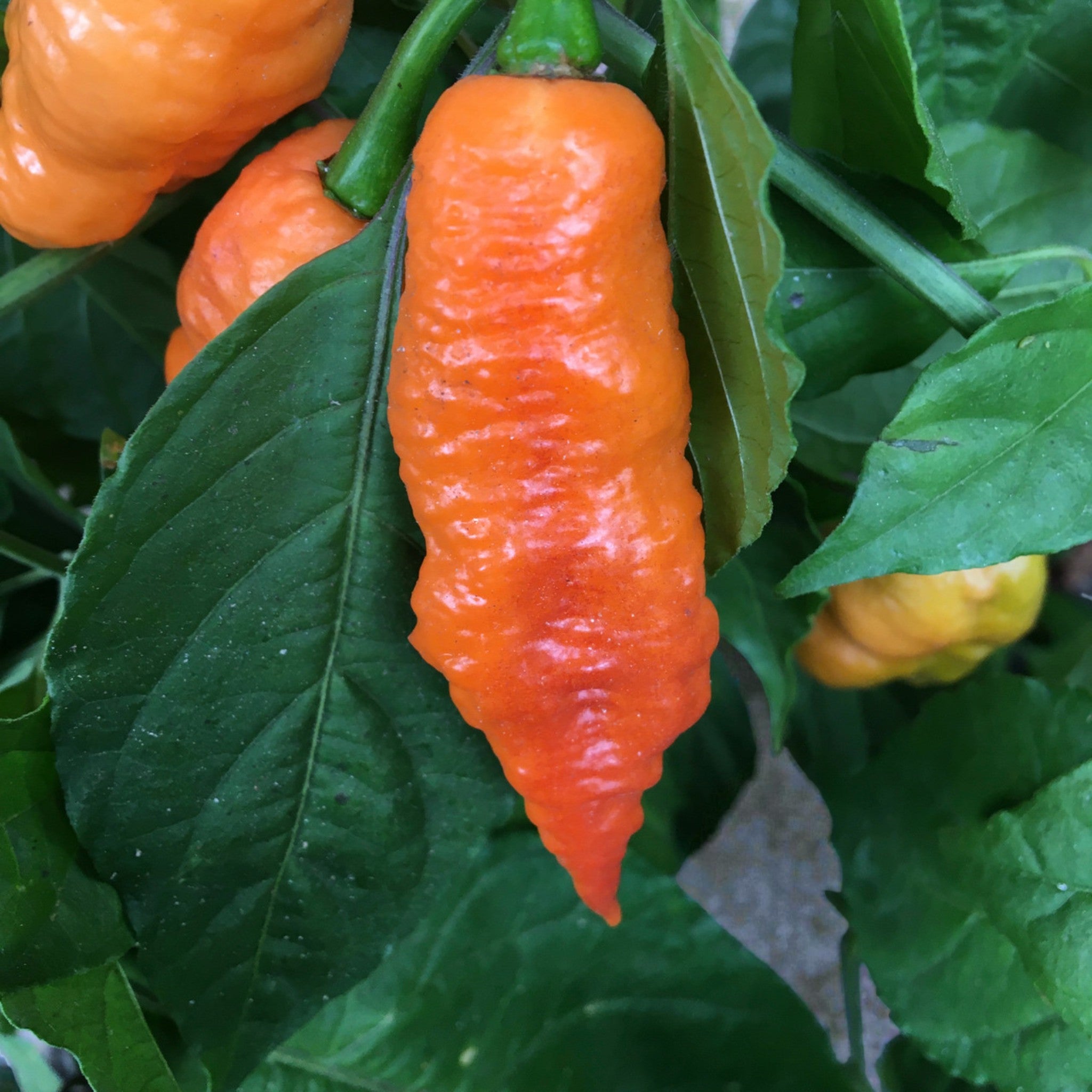 Poivre de souche orange Bhut Jolokia