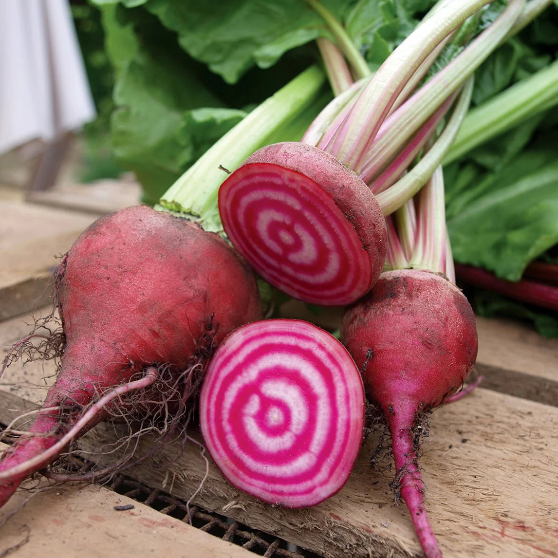 Chioggia Beet Seeds