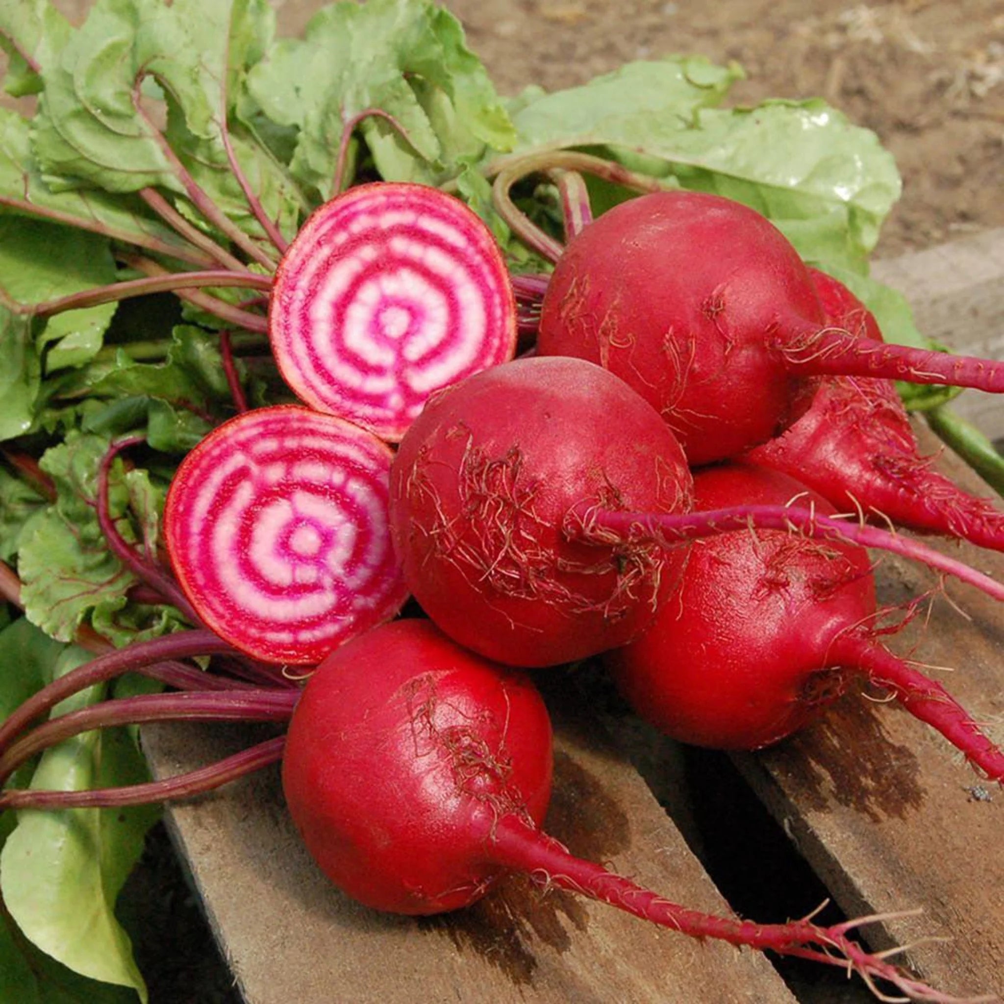Chioggia Beet Seeds