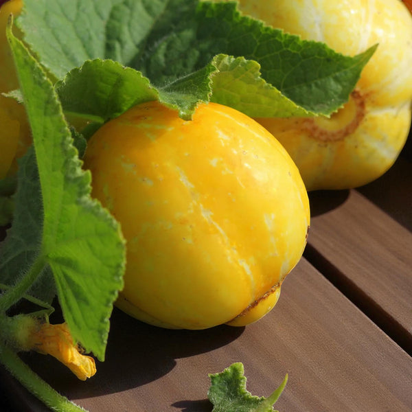 Lemon Cucumber Seeds - Cucumber Lemon Seeds