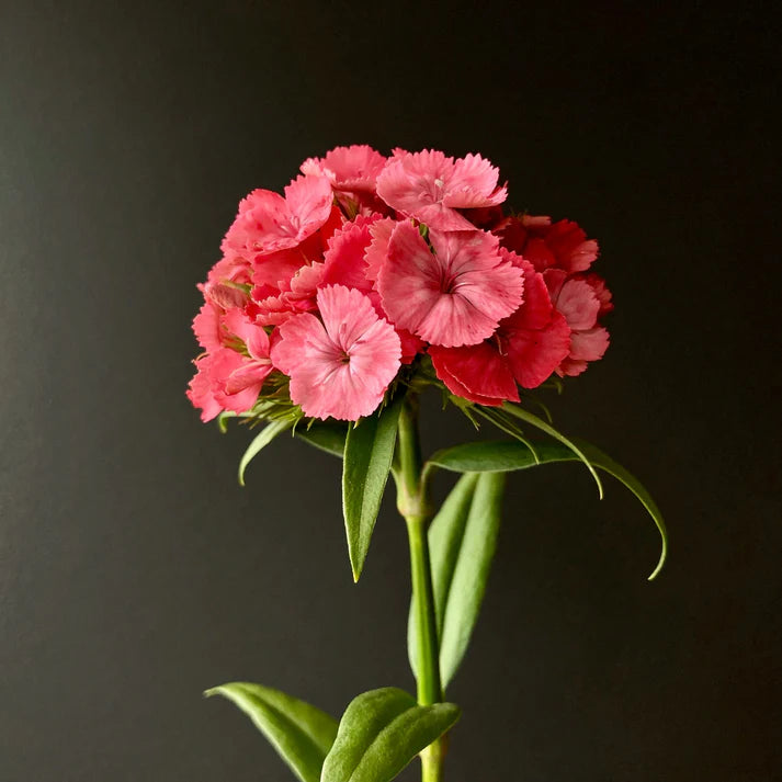 Œillet rose de Barcelone