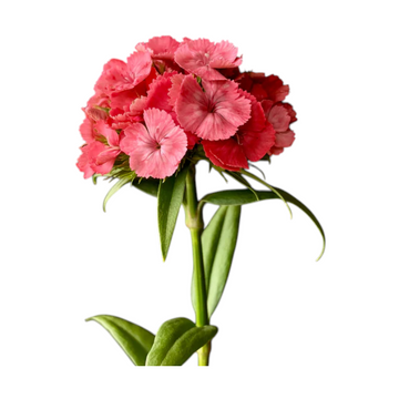 Œillet rose de Barcelone